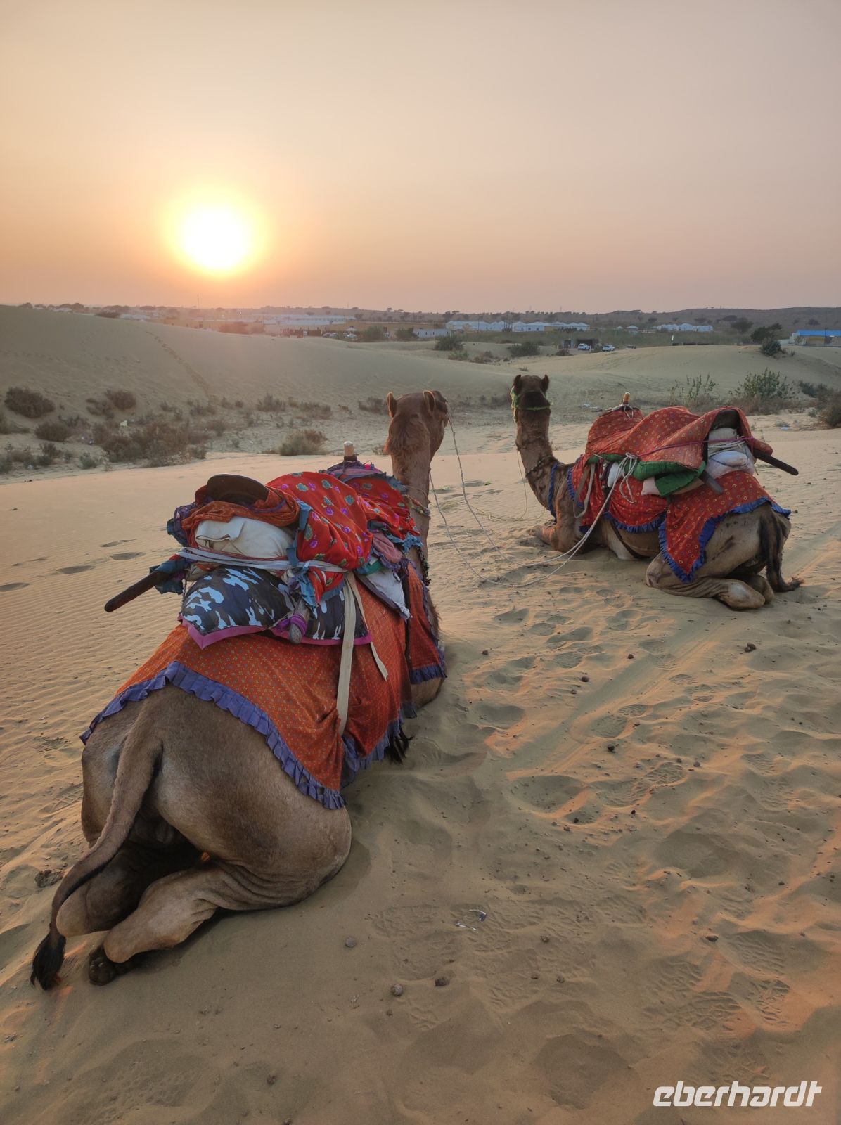 Auf Kamelsafari in der Thar-Wüste, Rajesthan - Indien