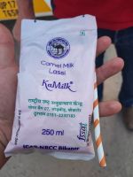 Kamelmilch Lassi (Milchgetränk) auf der Kamelfarm in Bikaner, Rajesthan - Indien