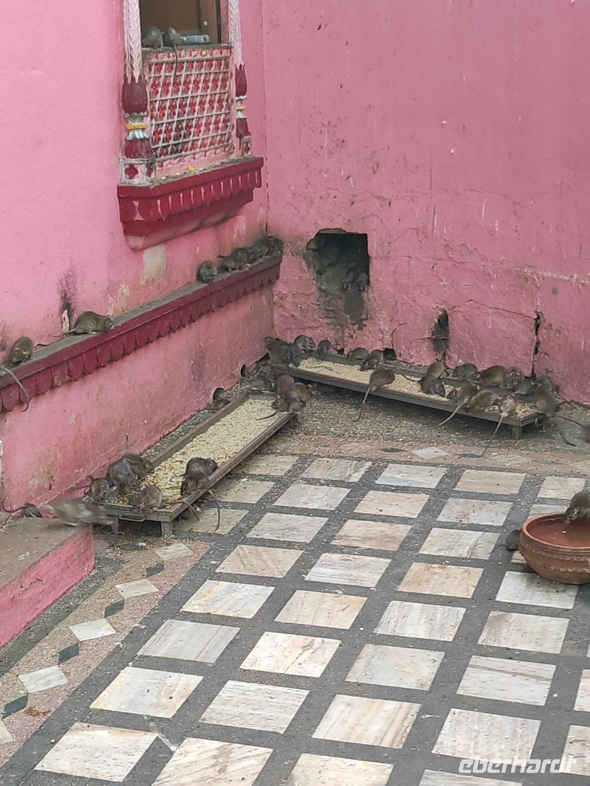 Rattentempel in Bikaner, Rajesthan - Indien