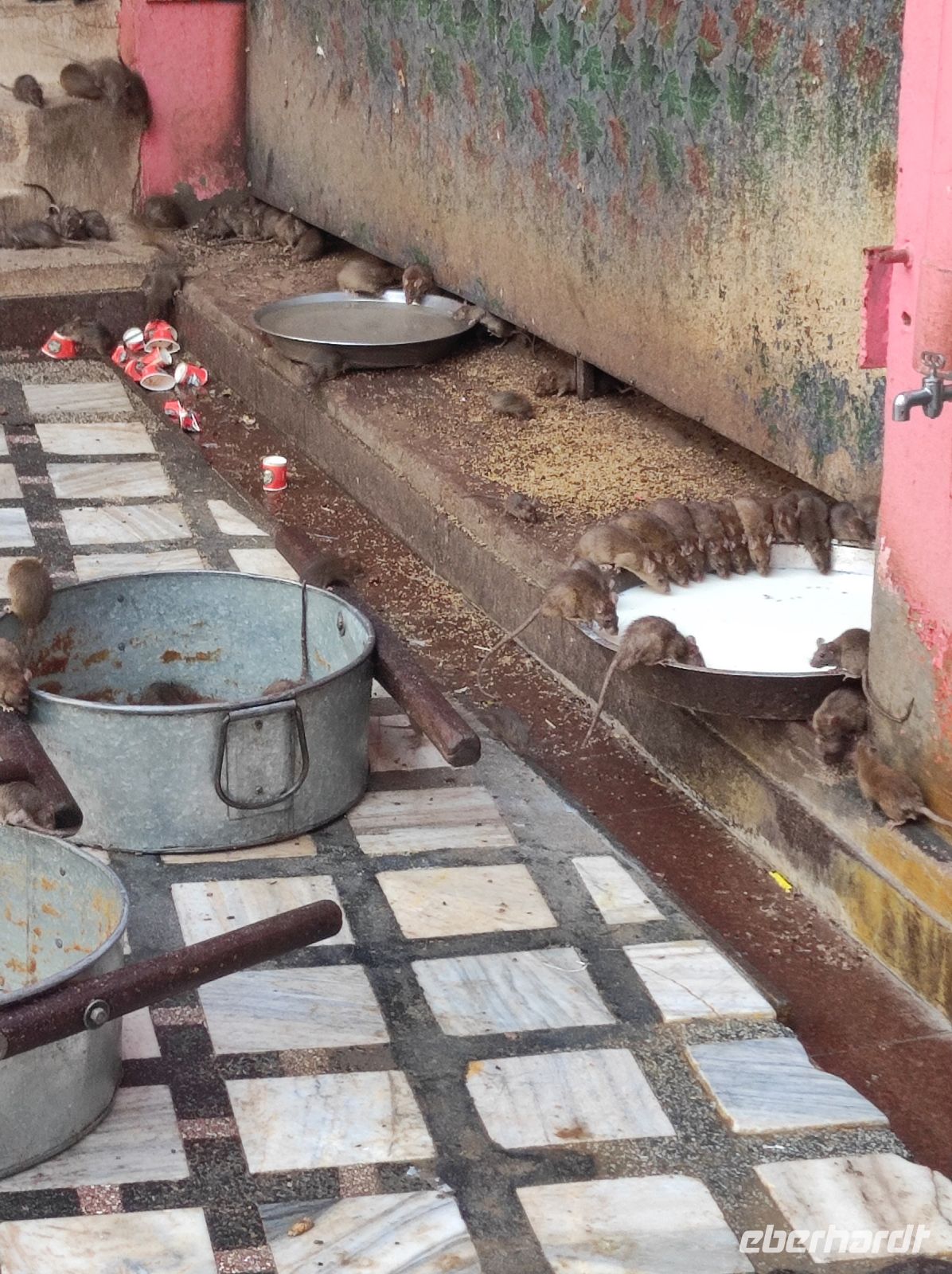 Rattentempel in in Bikaner, Rajesthan - Indien