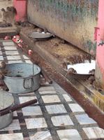 Rattentempel in in Bikaner, Rajesthan - Indien