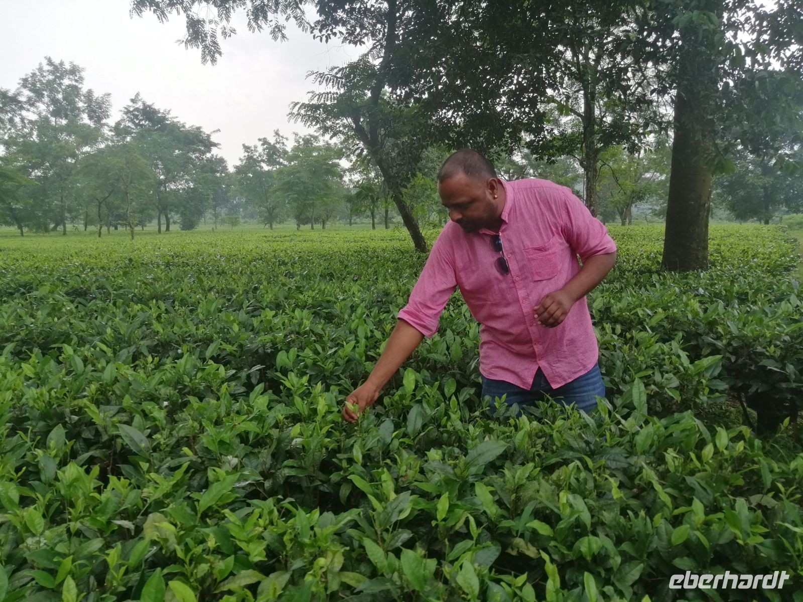 auf dem Weg nach Darjeeling: Bhawani erklärt uns den Tee