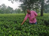 auf dem Weg nach Darjeeling: Bhawani erklärt uns den Tee