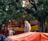 Auf delhis Strassen (1)