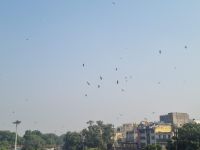 Große Freitagsmoschee Delhi (1)