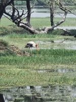 Koladeo Nationalpark (8)