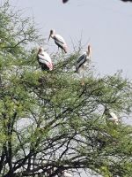 Koladeo Nationalpark (9)