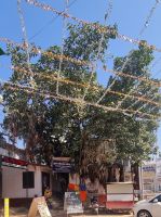 Pushkar Impressionen (1)