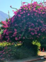Shri Ranakpur Jain Tempel (9)