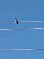 Impressionen Jeep Safari (2)