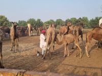 Kamel Aufzuchtstation (1)