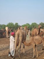 Kamel Aufzuchtstation (2)