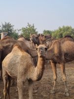 Kamel Aufzuchtstation (3)