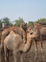 Kamel Aufzuchtstation (4)