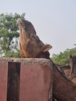 Kamel Aufzuchtstation (5)