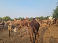 Kamel Aufzuchtstation (6)