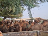 Kamel Aufzuchtstation (7)