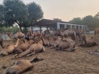 Kamel Aufzuchtstation (11)