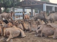 Kamel Aufzuchtstation (12)