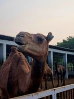 Kamel Aufzuchtstation (13)