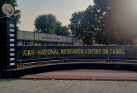 Kamel Aufzuchtstation (14)