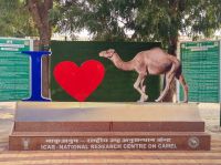 Kamel Aufzuchtstation (15)