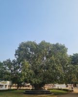 Kamel Aufzuchtstation (17)