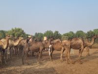 Kamel Aufzuchtstation (19)