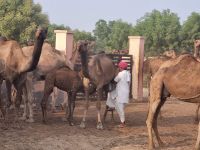 Kamel Aufzuchtstation (20)