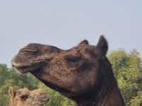 Kamel Aufzuchtstation (21)