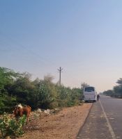 Typische Begegnung im indischen Strassenverkehrt (2)