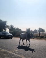 Typische Begegnung im indischen Strassenverkehrt (3)