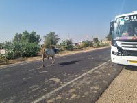 Typische Begegnung im indischen Strassenverkehrt (4)
