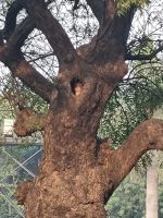 Qutub Minar Delhi (9)