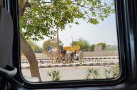 Heilige Kühe, mitten auf der Straße