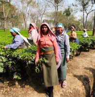 Tee- Pflückerinnen bei der Arbeit