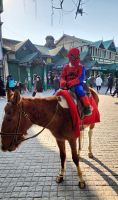 Spiderman auf einem indischen Pony