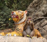 Assam - Makak -Affe mit Leckerli von Touristen