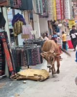 Stadtbummel in Thimphu