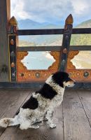 Punakha Dzong - Wächter