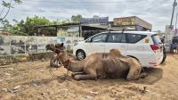 Pushkar: Kamel oder Taxi?
