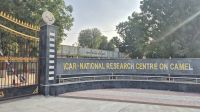 Kamel-Forschungszentrum