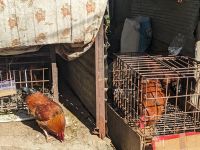 33) Besuch des Manakamana Tempels mit der Seilbahn, Nepal