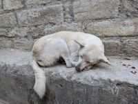 41) Besuch des Manakamana Tempels mit der Seilbahn, Nepal