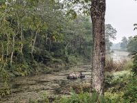 53) Nashorn auf der Jeeptour durch den Chitwan Nationalpark, Nepal