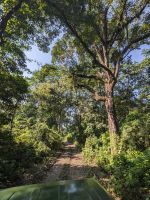 61) Jeeptour durch den Chitwan Nationalpark, Nepal