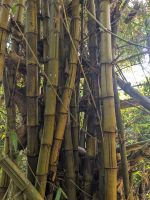 67) Bambus an der Unterkunft Machan Country Villa am Chitwan Nationalpark, Nepal