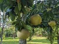 73) Garten an der Unterkunft Machan Country Villa am Chitwan Nationalpark, Nepal