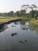 74) Traditionelles Dorfleben am Chitwan Nationalpark, Nepal