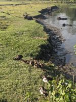 75)Traditionelles Dorfleben am Chitwan Nationalpark, Nepal
